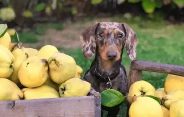 狗可以吃雪梨嗎