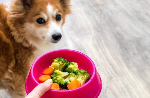 狗吃高麗菜安全嗎