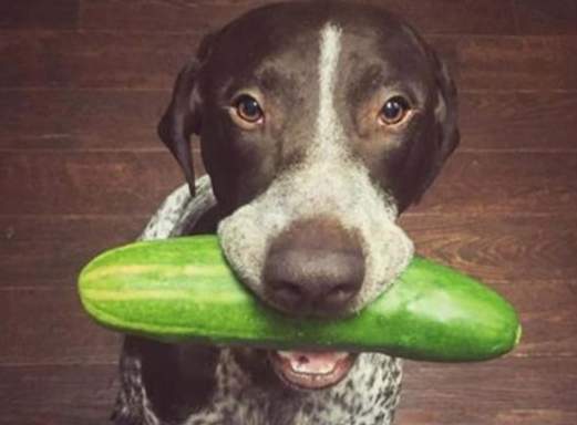 小黃瓜對狗狗的好處 小黃瓜對狗狗的好處