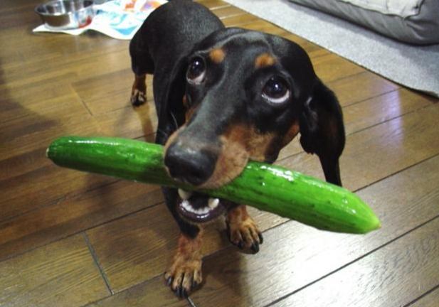 狗狗飲食安全 狗狗飲食安全