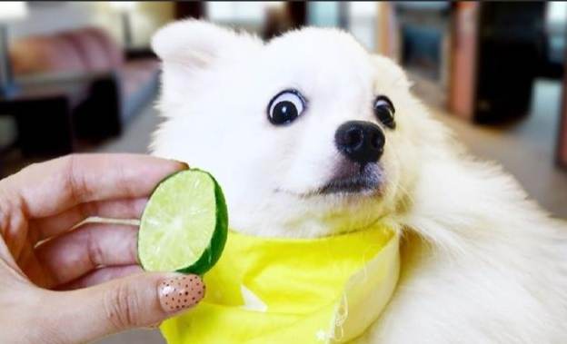 檸檬對狗狗的危害 檸檬對狗狗的危害