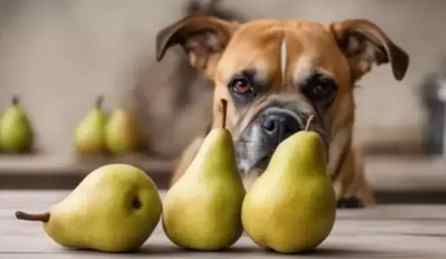梨子對狗的好處 梨子對狗的好處