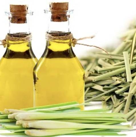 香茅油對貓咪影響 香茅油對貓咪影響