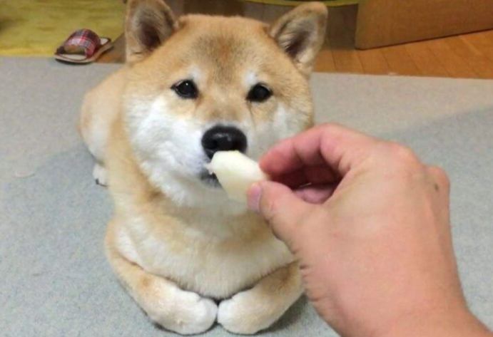 小狗吃水蜜桃安全嗎 小狗吃水蜜桃安全嗎