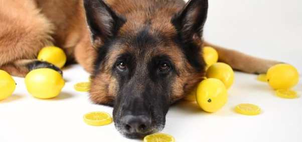 狗狗飲食禁忌 狗狗飲食禁忌