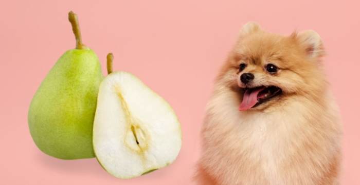 狗可以吃雪梨嗎