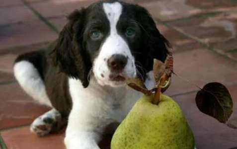 梨子對狗的好處 梨子對狗的好處