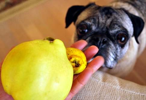 狗吃梨子安全嗎 狗吃梨子安全嗎