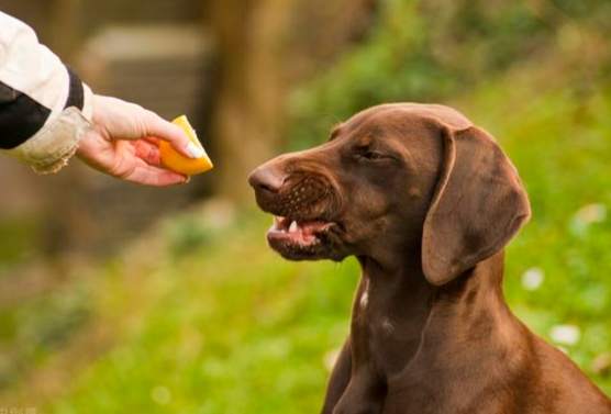 狗狗水果飲食 狗狗水果飲食