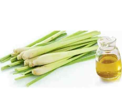 香茅油貓咪安全 香茅油貓咪安全