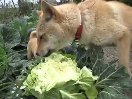高麗菜對狗的好處