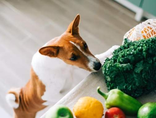 狗飲食禁忌