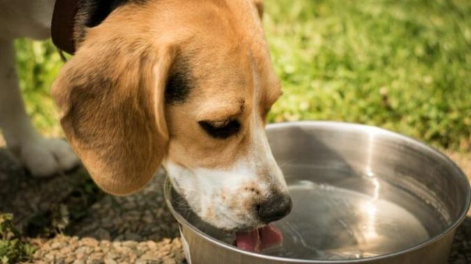 小狗吃水蜜桃安全嗎 小狗吃水蜜桃安全嗎