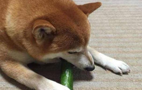 小黃瓜對狗狗的好處 小黃瓜對狗狗的好處