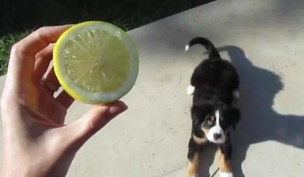 檸檬對狗狗的危害 檸檬對狗狗的危害