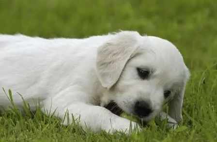 寵物嘔吐處理 寵物嘔吐處理