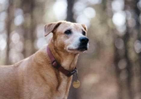 狗狗嘔吐黃色液體 狗狗嘔吐黃色液體