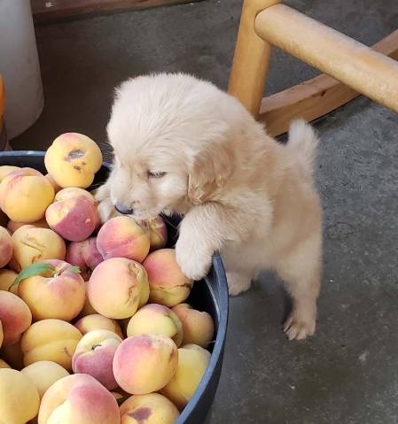 水蜜桃對狗的影響 水蜜桃對狗的影響
