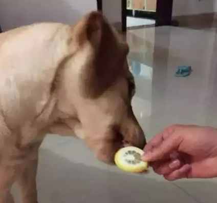 狗狗飲食禁忌 狗狗飲食禁忌