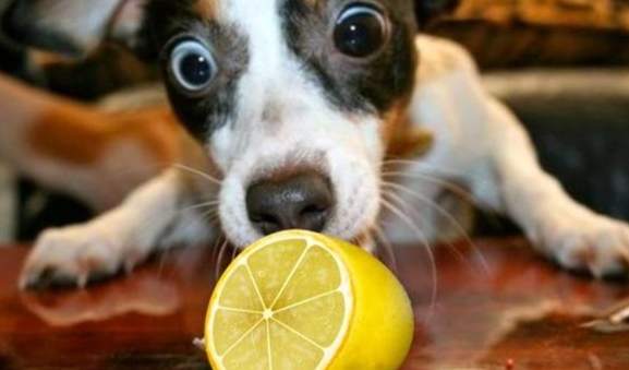 狗狗吃檸檬安全嗎 狗狗吃檸檬安全嗎