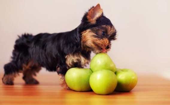 狗可以吃雪梨嗎