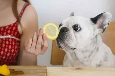 狗狗吃檸檬安全嗎 狗狗吃檸檬安全嗎