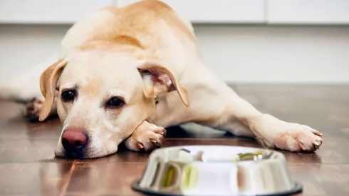 寵物嘔吐處理 寵物嘔吐處理