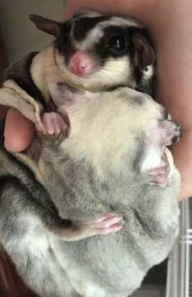 蜜袋鼯会冬眠吗？