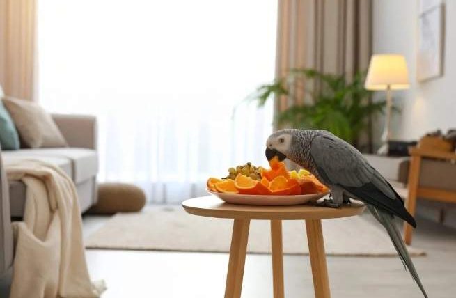 鸚鵡可以吃芒果嗎