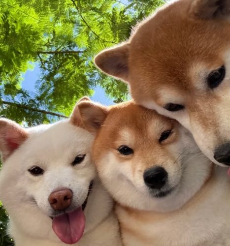 柴犬愛叫 柴犬愛叫