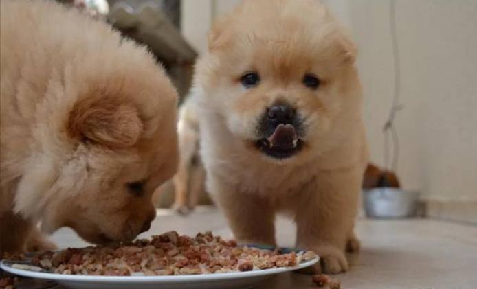 狗狗流食食譜 狗狗流食食譜