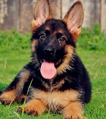 狗狗心絲蟲預防 狗狗心絲蟲預防