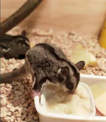 蜜袋鼯食物清單