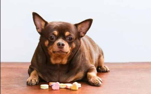 狗狗糖尿病治療