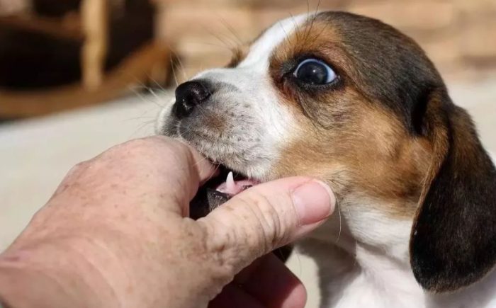 狗咬傷後遺症症狀 狗咬傷後遺症症狀