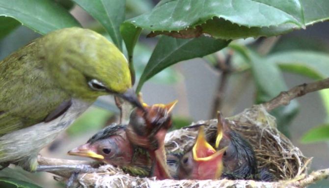 綠繡眼飲食習慣