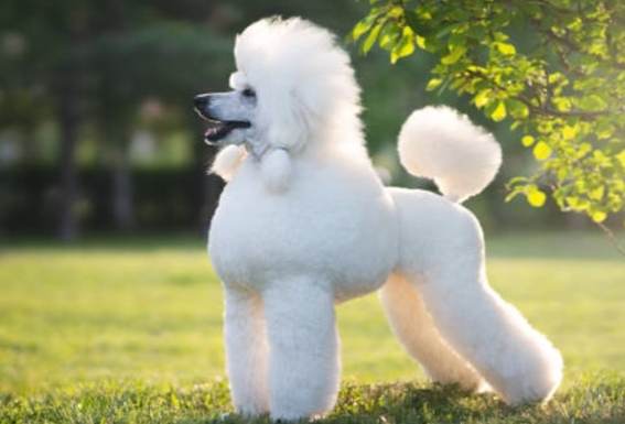 貴婦狗香港健康護理