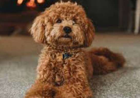 貴婦狗智力排名