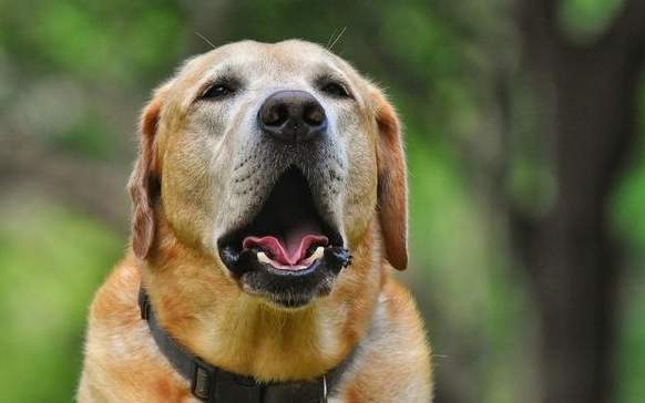 如何分辨狗開心叫聲