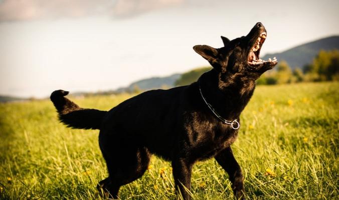 恐怖的狗叫聲原因