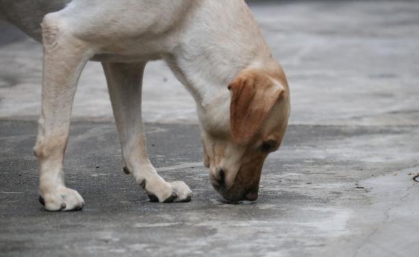 狗狗亂吃東西訓練