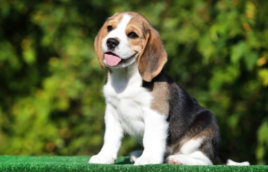 大型米格魯健康問題