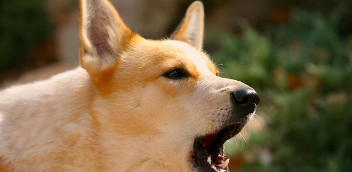 恐怖的狗叫聲原因