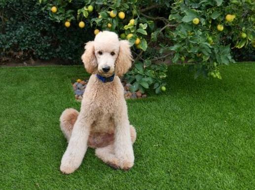 香港標準貴婦狗飼養