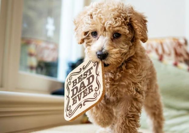 貴婦狗照顧技巧