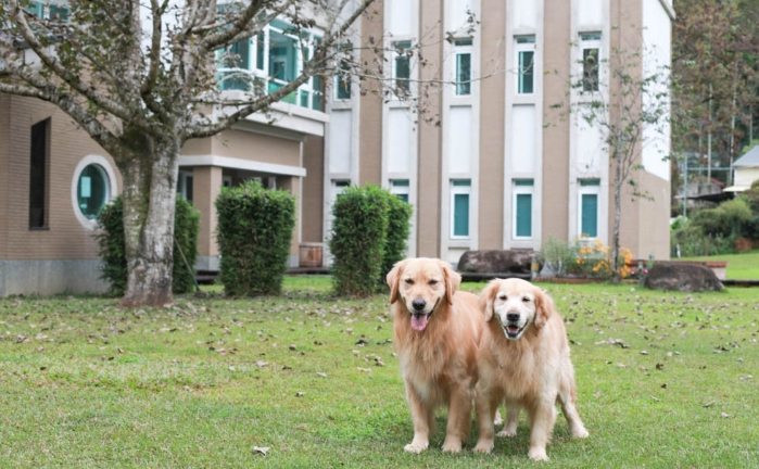 南投寵物友善住宿