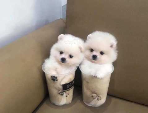 茶杯貴婦狗健康問題 茶杯貴婦狗健康問題