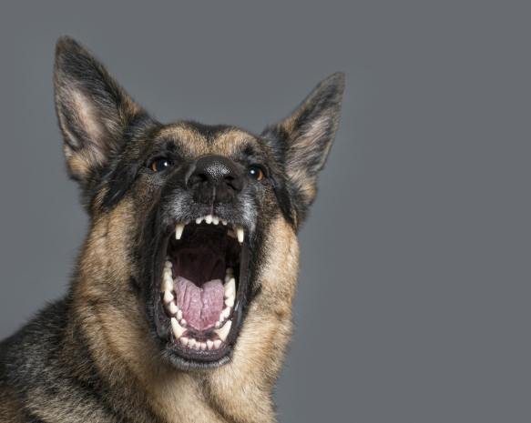 狗叫聲處理技巧