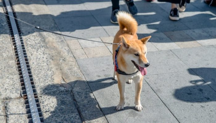 狗狗行為問題解決