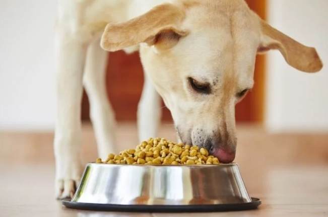 貴婦狗營養需求